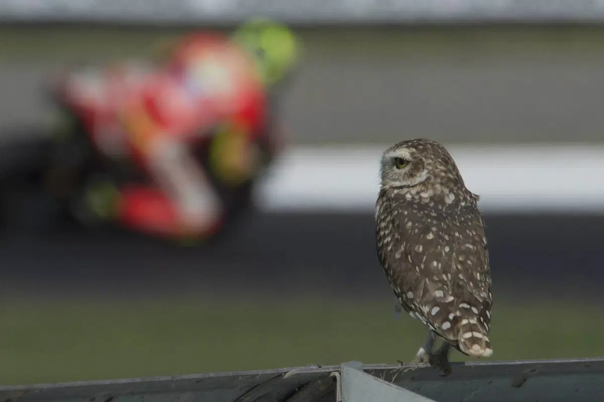 Rimini Racing Shot: il Gran Premio fotografico della MotoGP (41)