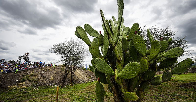 MXGP, Messico 2015. Gajser e Jonass, battaglia per il titolo