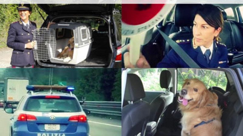 Polizia Stradale in azione: come trasportare il cane in auto