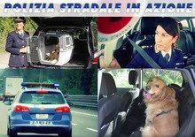 Polizia Stradale in azione: come trasportare il cane in auto