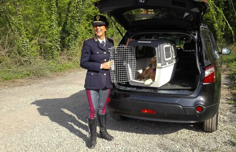 La dottoressa Deledda mostra come il bravissimo Golden Bal&ugrave; dev'essere trasportato in auto 