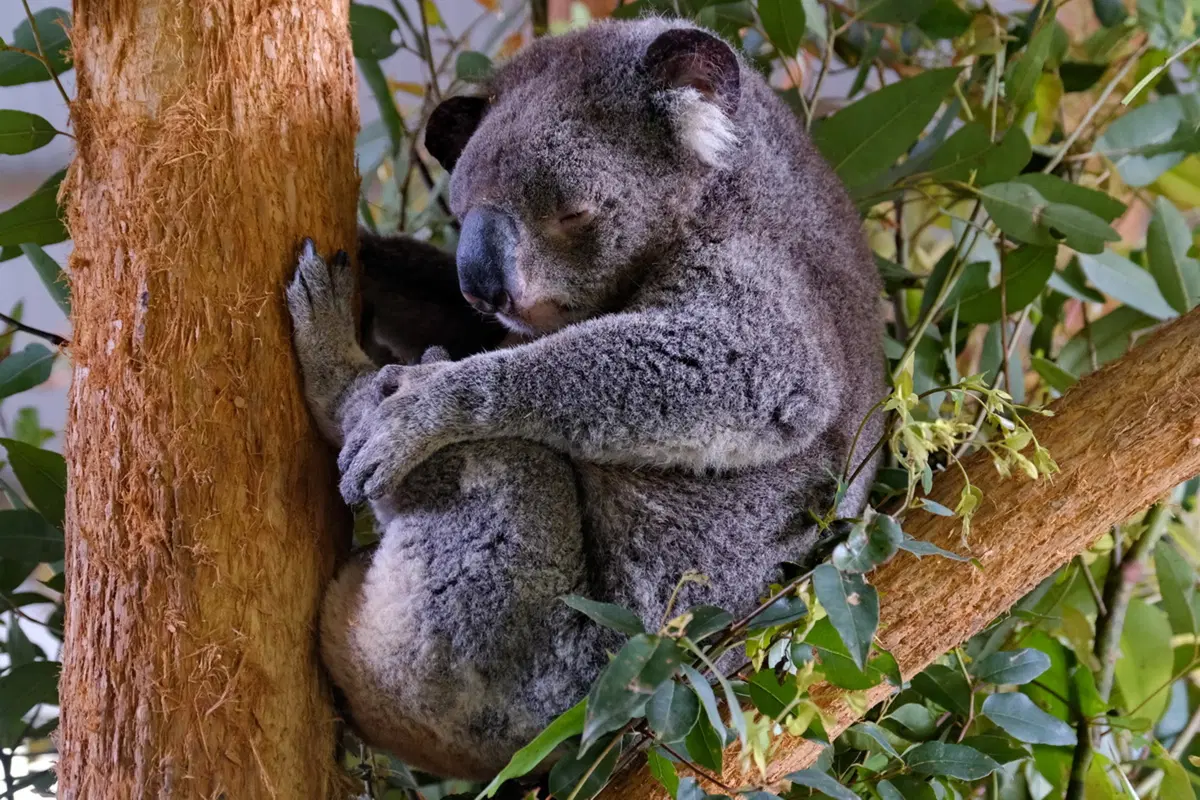 Planet Explorer 11: Australia - Day 2 (2)