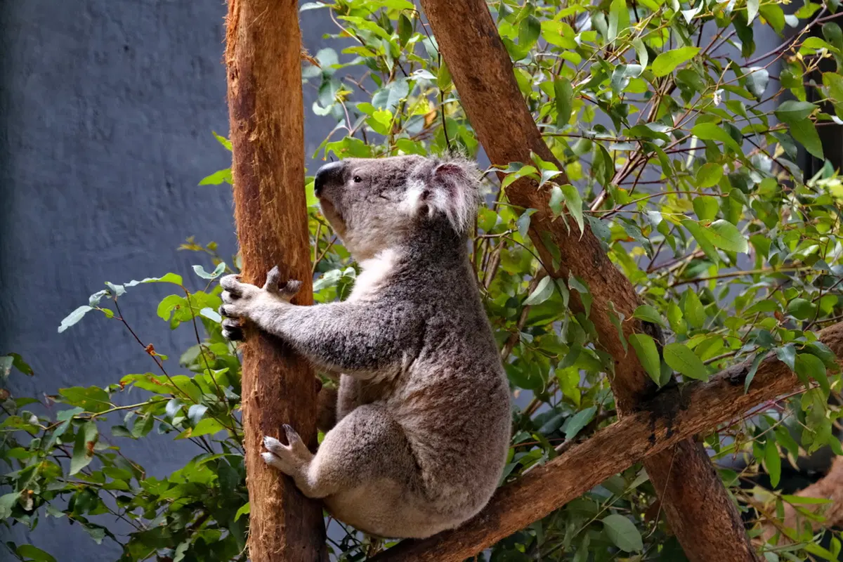 Planet Explorer 11: Australia - Day 2 (3)