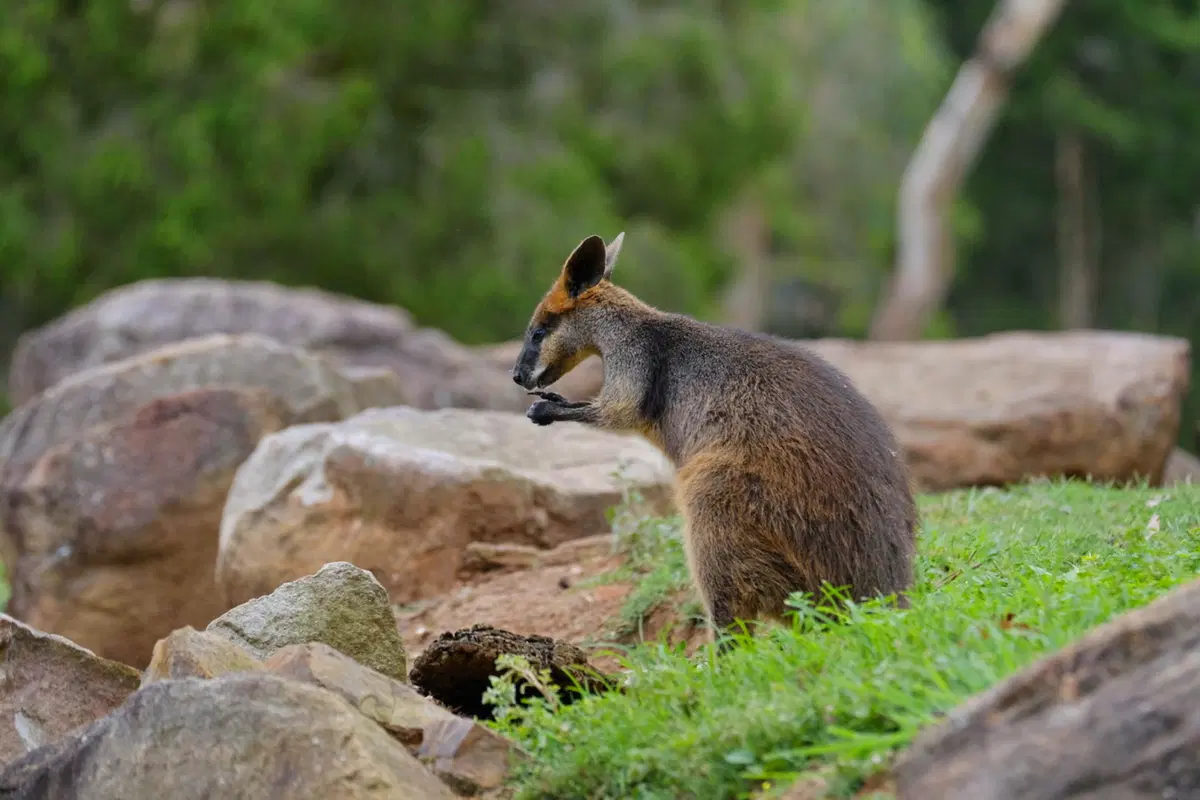 Planet Explorer 11: Australia - Day 2 (8)