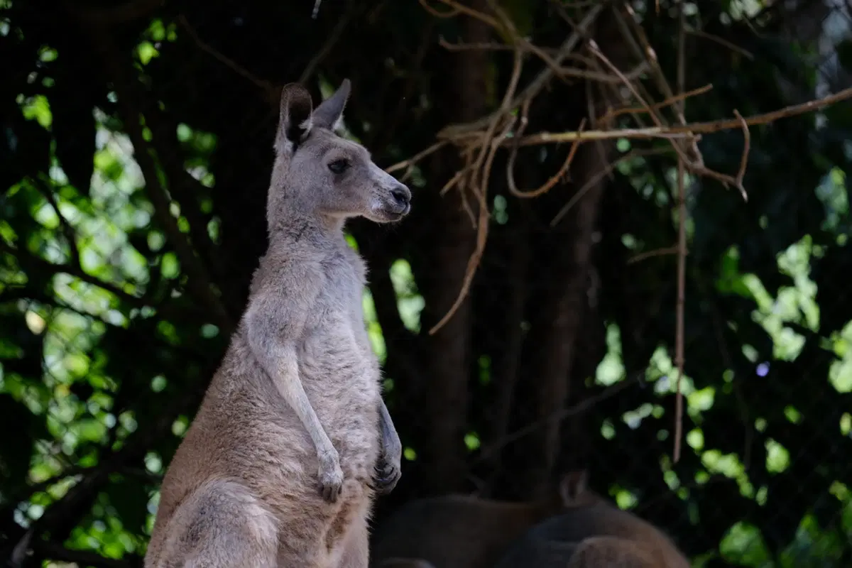 Planet Explorer 11: Australia - Day 2 (5)