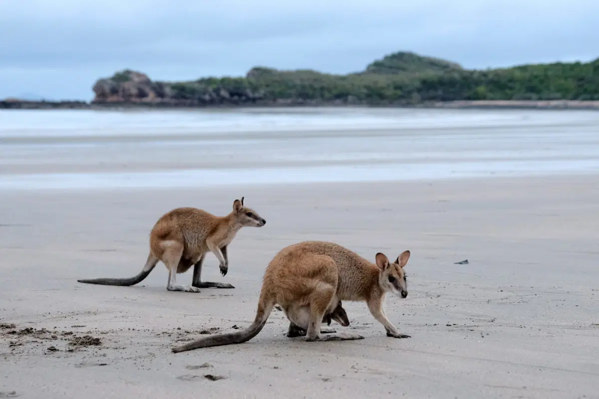 Planet Explorer 11: Australia - Day 6 (2)