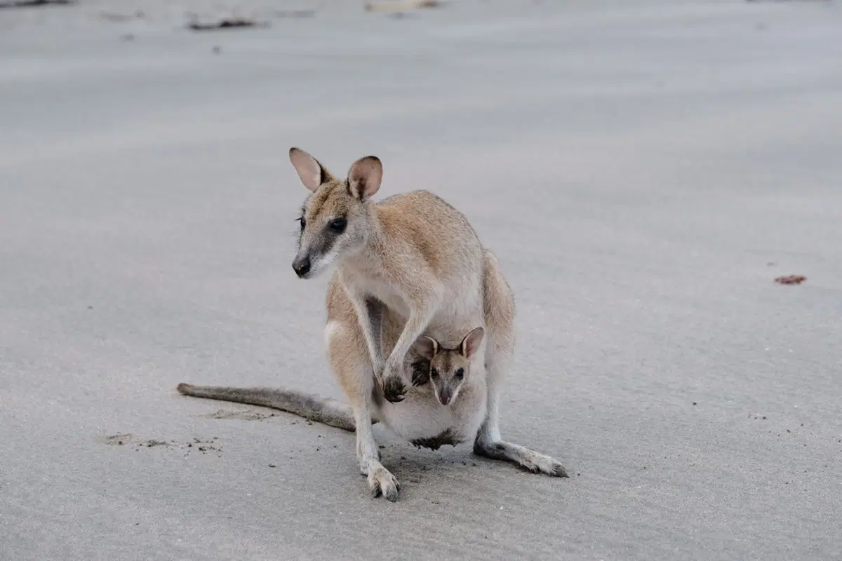 Planet Explorer 11: Australia - Day 6 (6)
