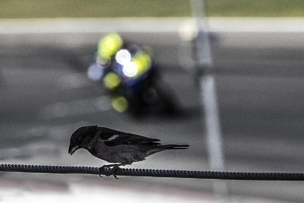 Gallery MotoGP 2018. Le foto più belle del GP d'Olanda (22)