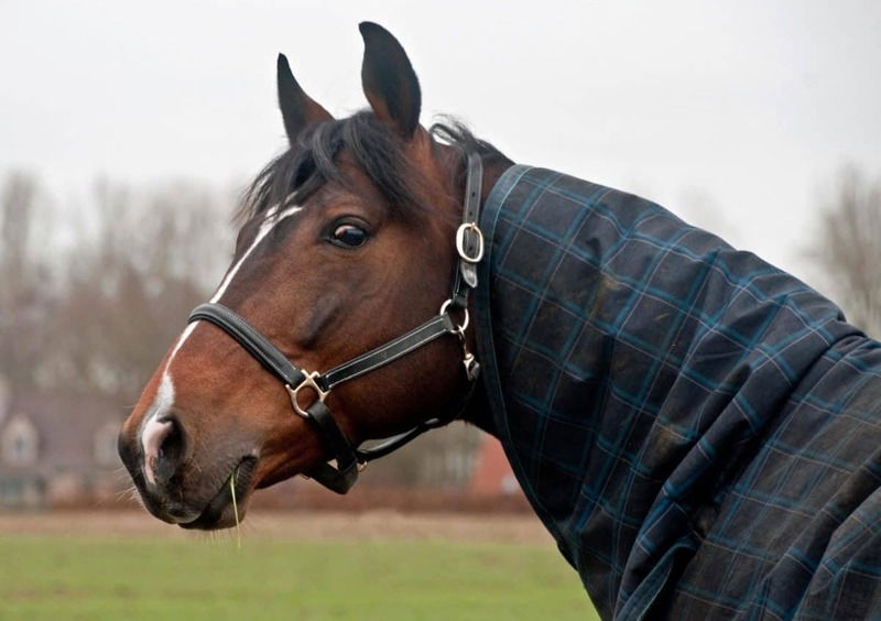 Ubriaco a cavallo? Multa e patente sequestrata per &ldquo;guida&rdquo; in stato d&rsquo;ebbrezza