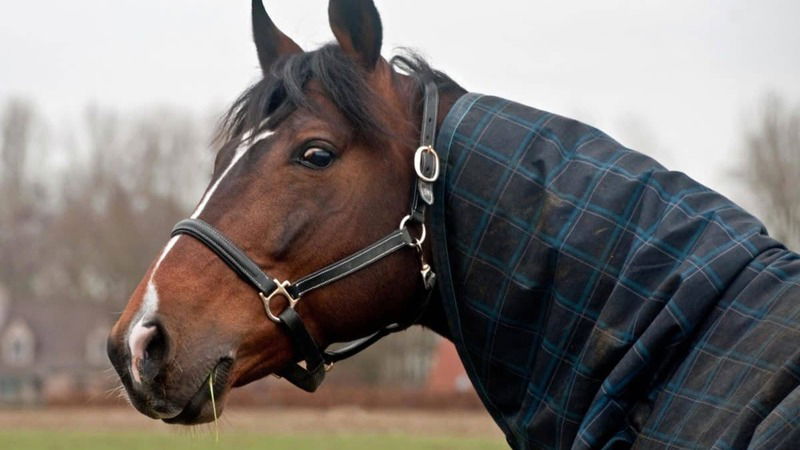 Ubriaco a cavallo? Multa e patente sequestrata per &ldquo;guida&rdquo; in stato d&rsquo;ebbrezza