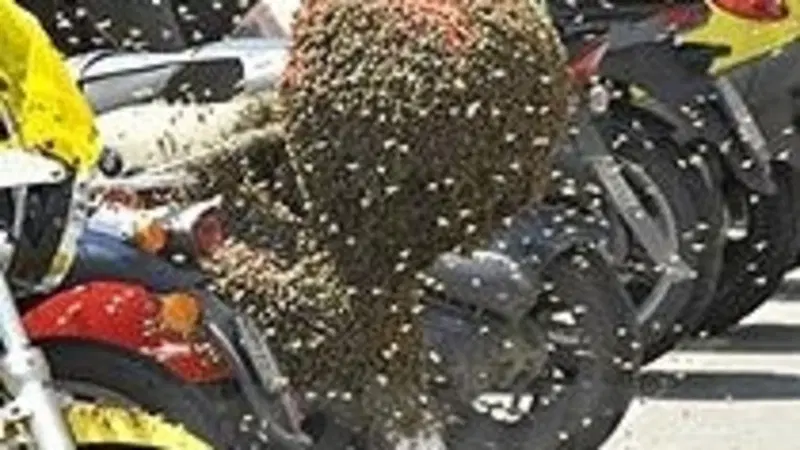 Uno scooter al miele. Sciame d&rsquo;api sceglie un bauletto come nuovo alveare