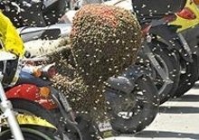 Uno scooter al miele. Sciame d’api sceglie un bauletto come nuovo alveare