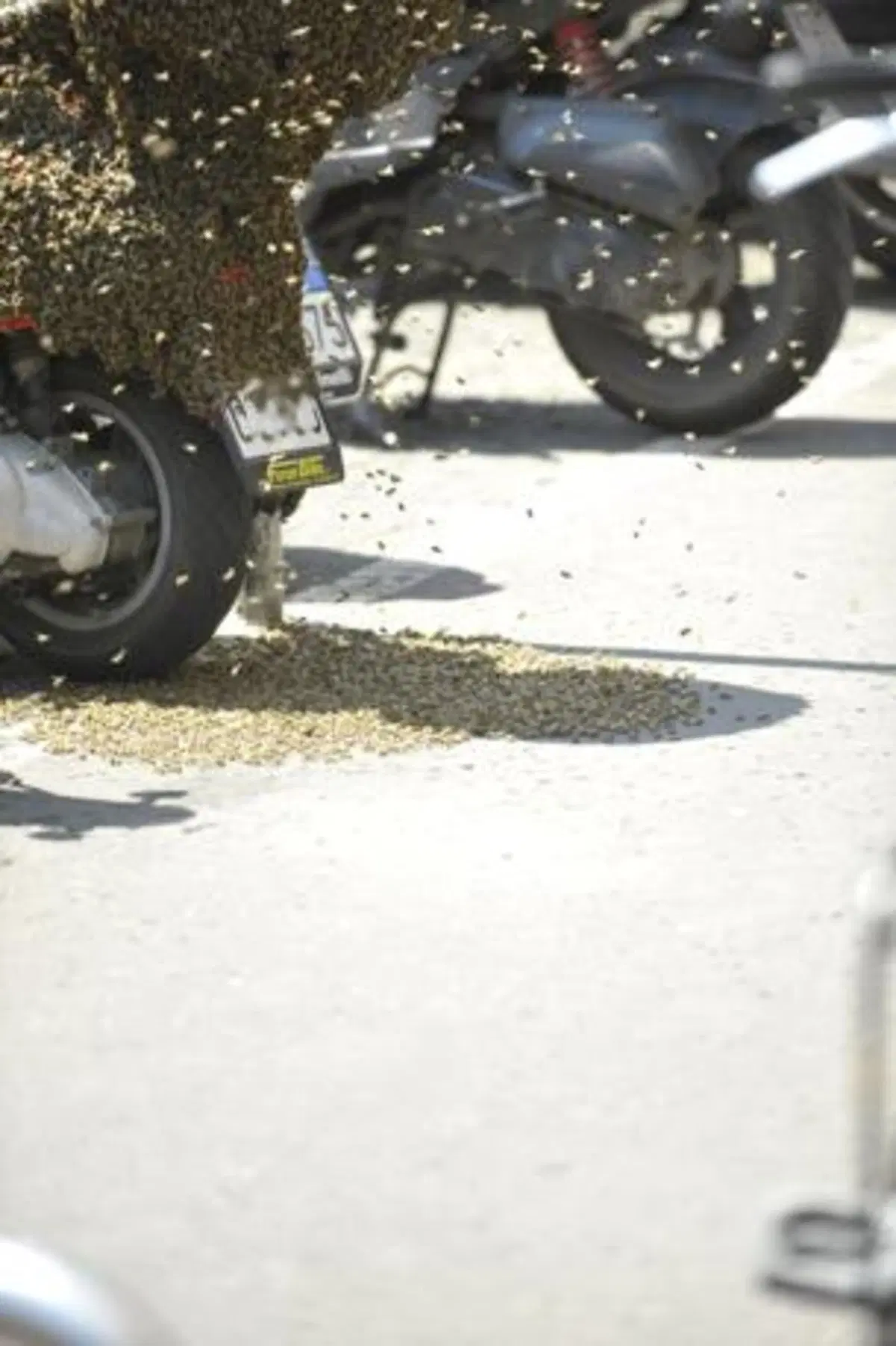 Uno scooter al miele. Sciame d’api sceglie un bauletto come nuovo alveare (3)