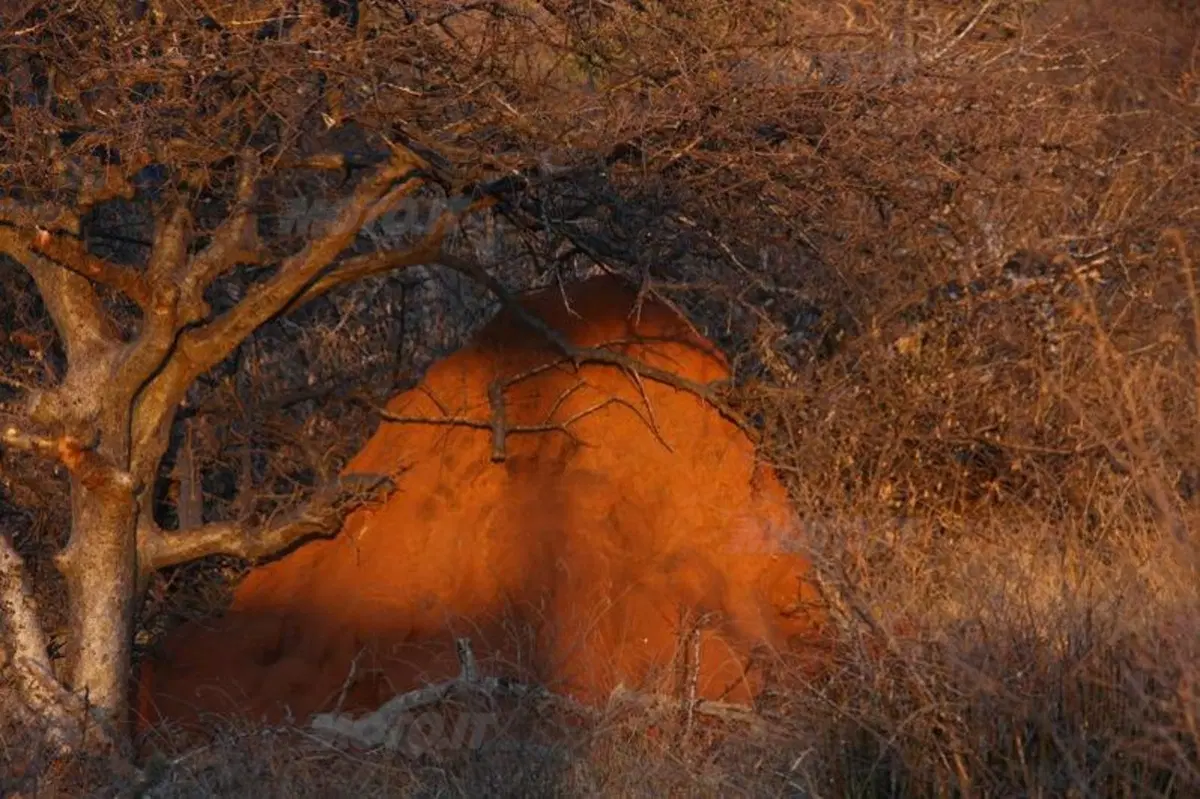 Turismo. In Vespa alla scoperta del Sud Africa (15)