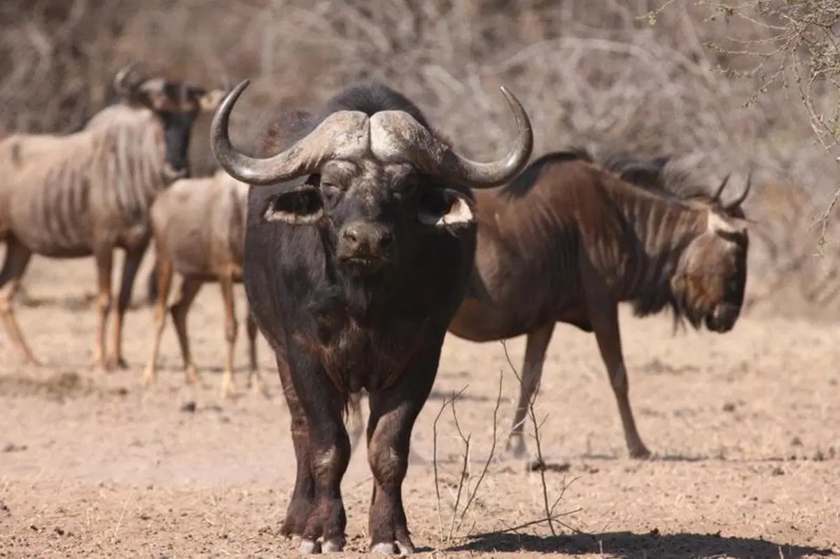 Turismo. In Vespa alla scoperta del Sud Africa (17)