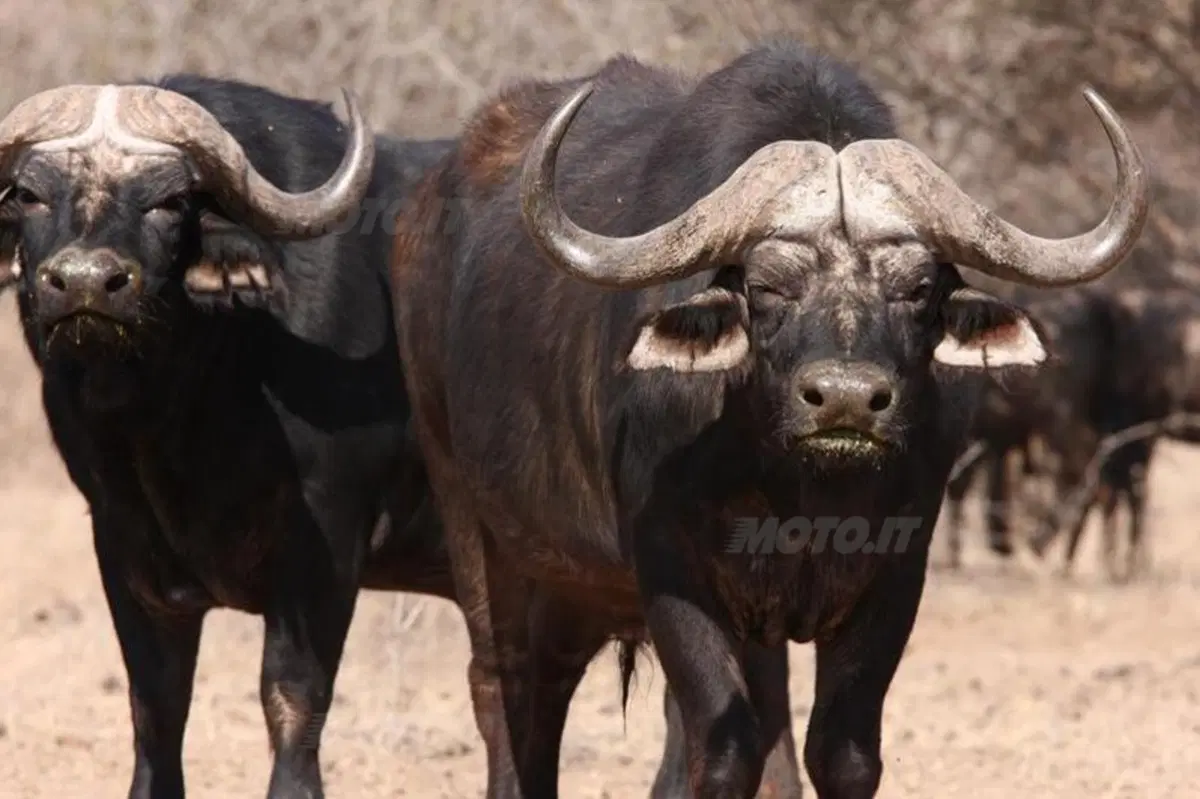 Turismo. In Vespa alla scoperta del Sud Africa (21)