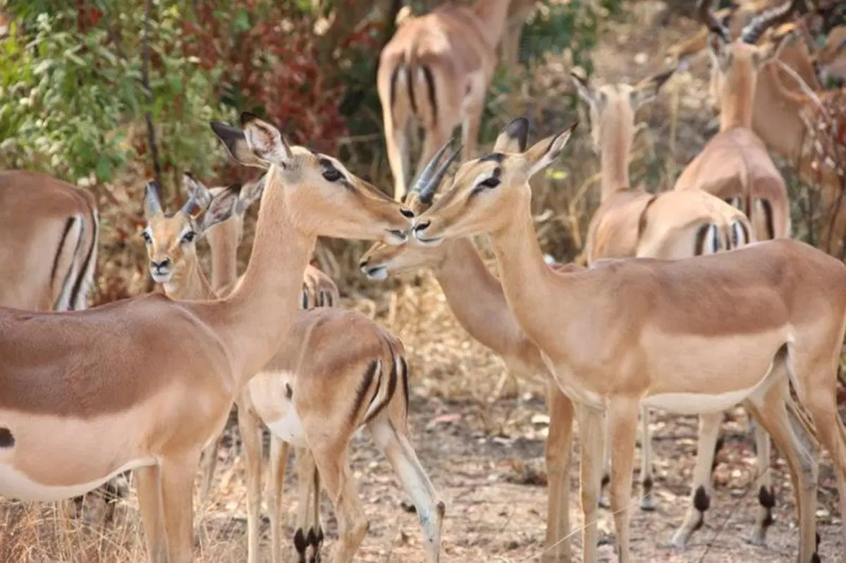 Turismo. In Vespa alla scoperta del Sud Africa (24)