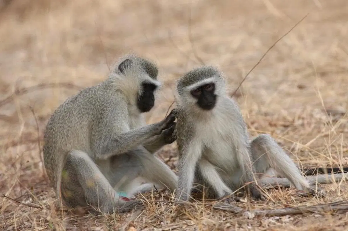 Turismo. In Vespa alla scoperta del Sud Africa (26)