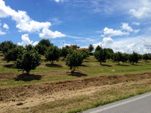 In viaggio con Camilla: le Langhe (7)