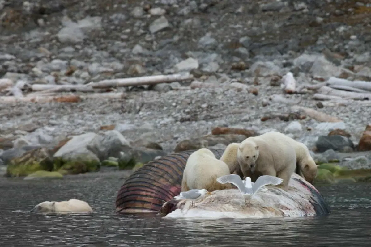 Turismo. Le Isole Svalbard e il Polo Nord (43)