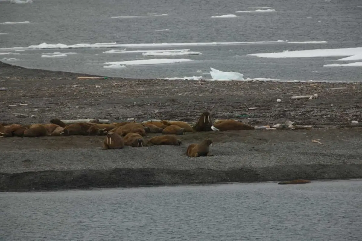 Turismo. Le Isole Svalbard e il Polo Nord (56)