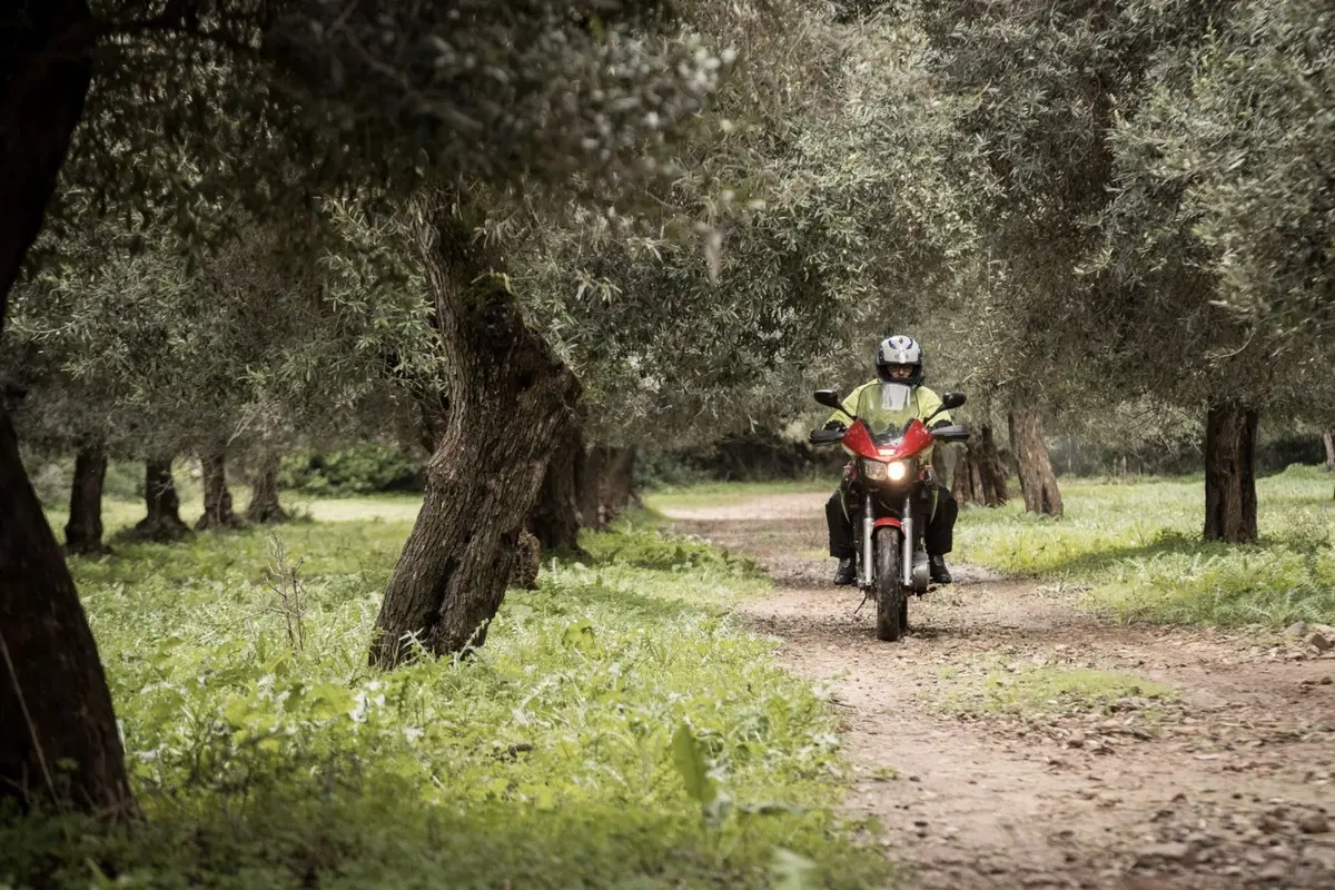 Raid degli Oliveti: al via la seconda edizione! (3)