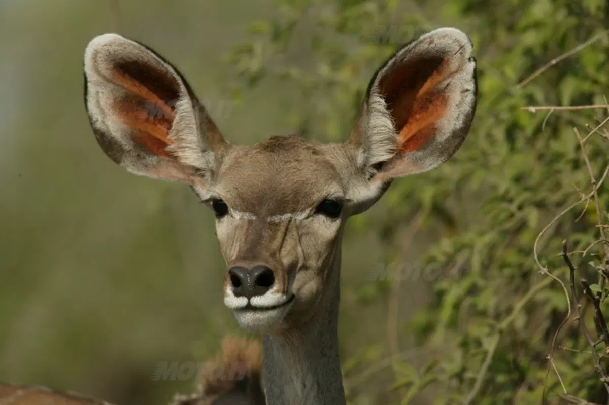 Turismo. Botswana e Namibia (9)