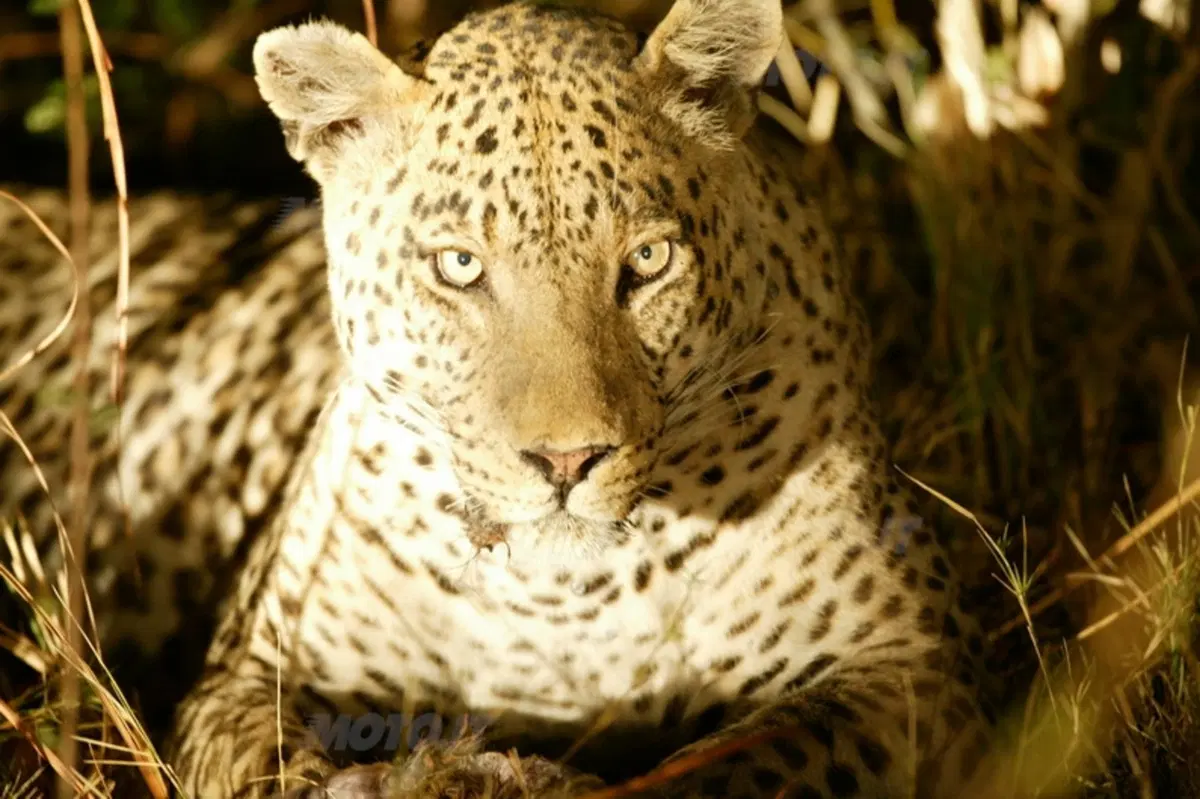 Turismo. Botswana e Namibia (10)