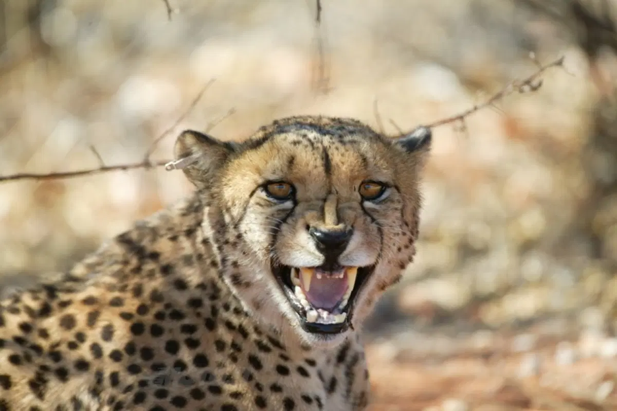Turismo. Botswana e Namibia (13)