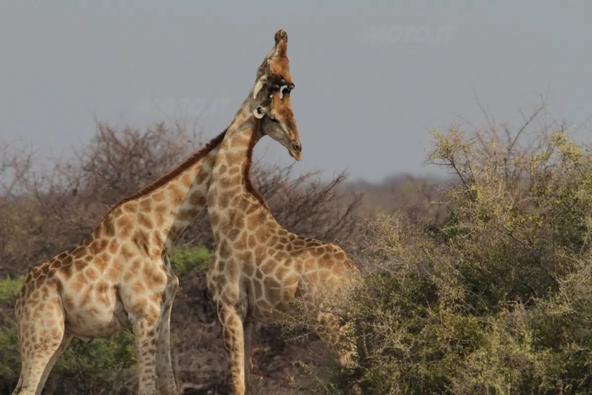 Turismo. Botswana e Namibia (39)
