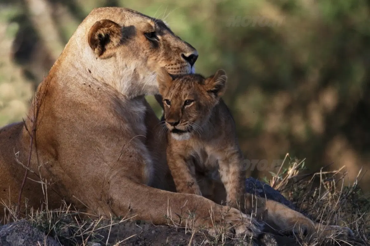 Turismo. Botswana e Namibia (40)