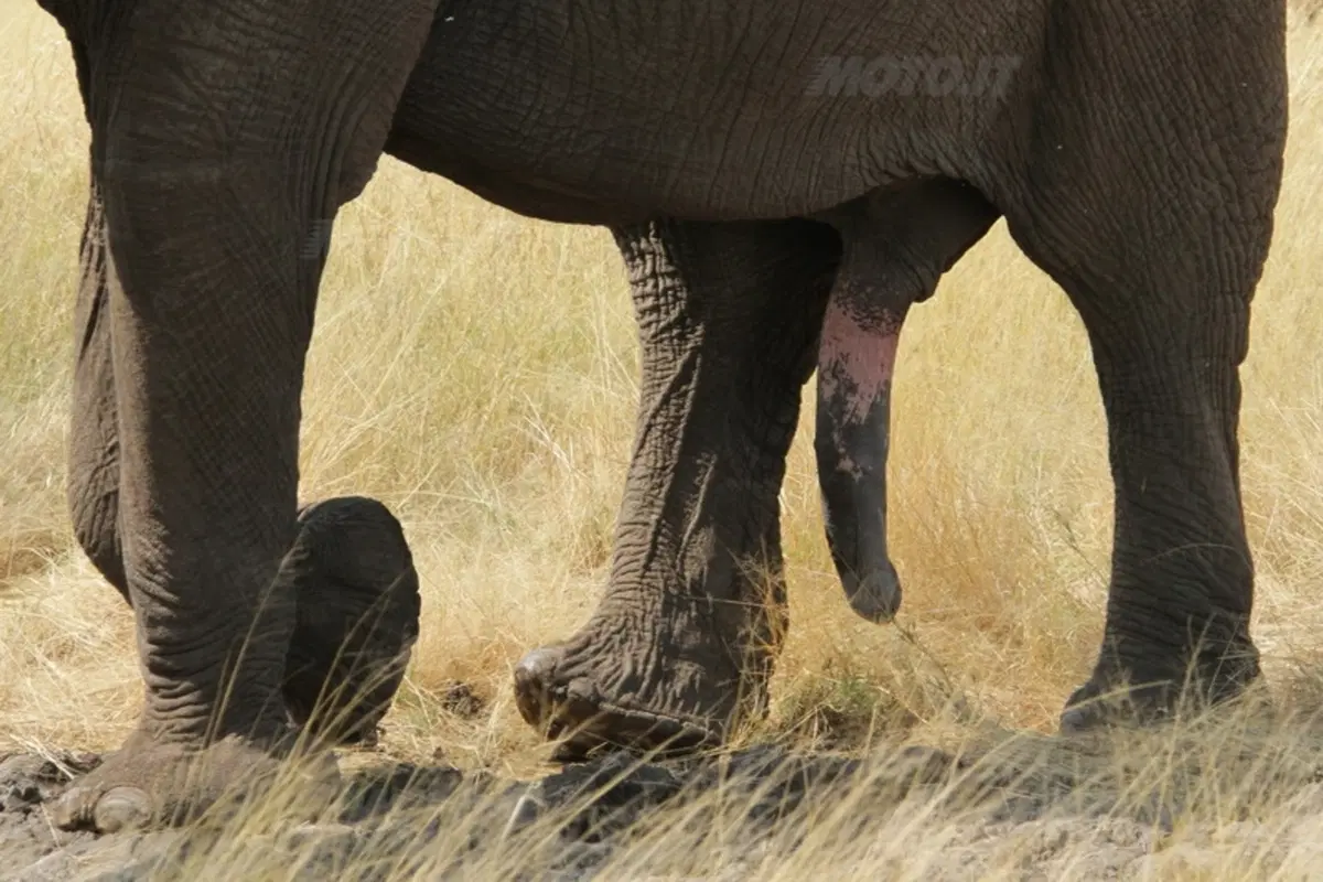 Turismo. Botswana e Namibia (41)