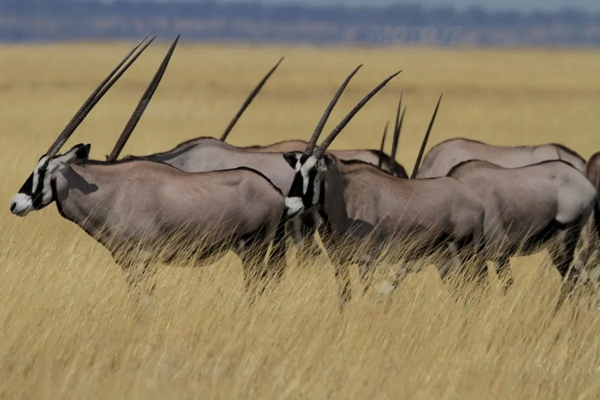 Turismo. Botswana e Namibia (43)