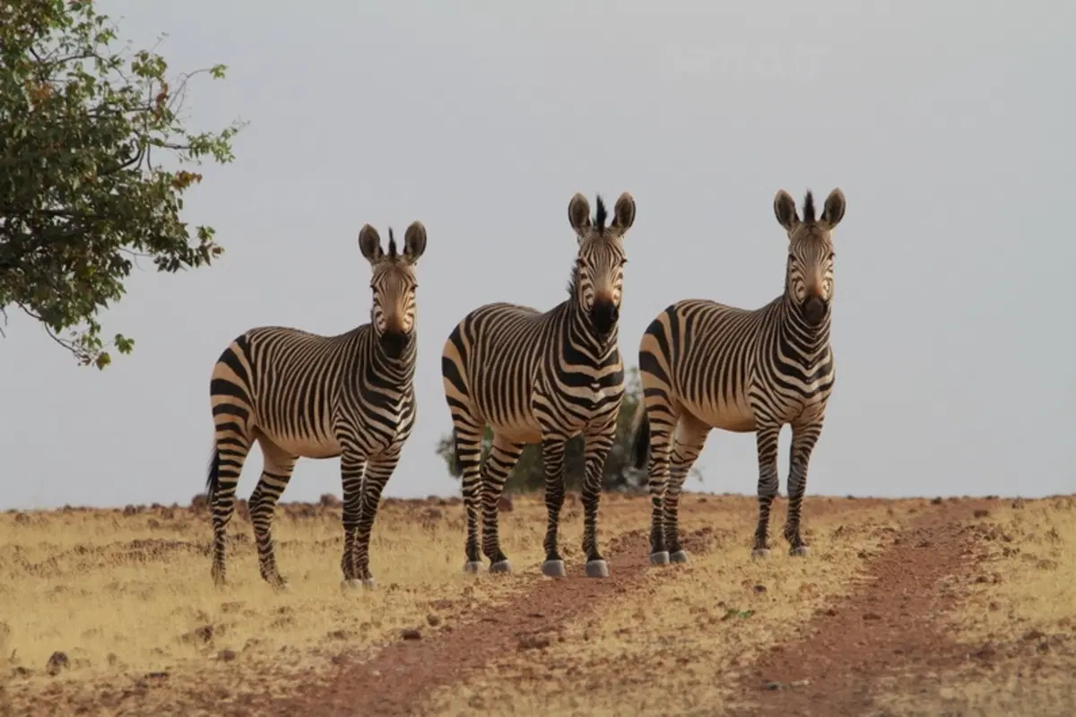 Turismo. Botswana e Namibia (47)