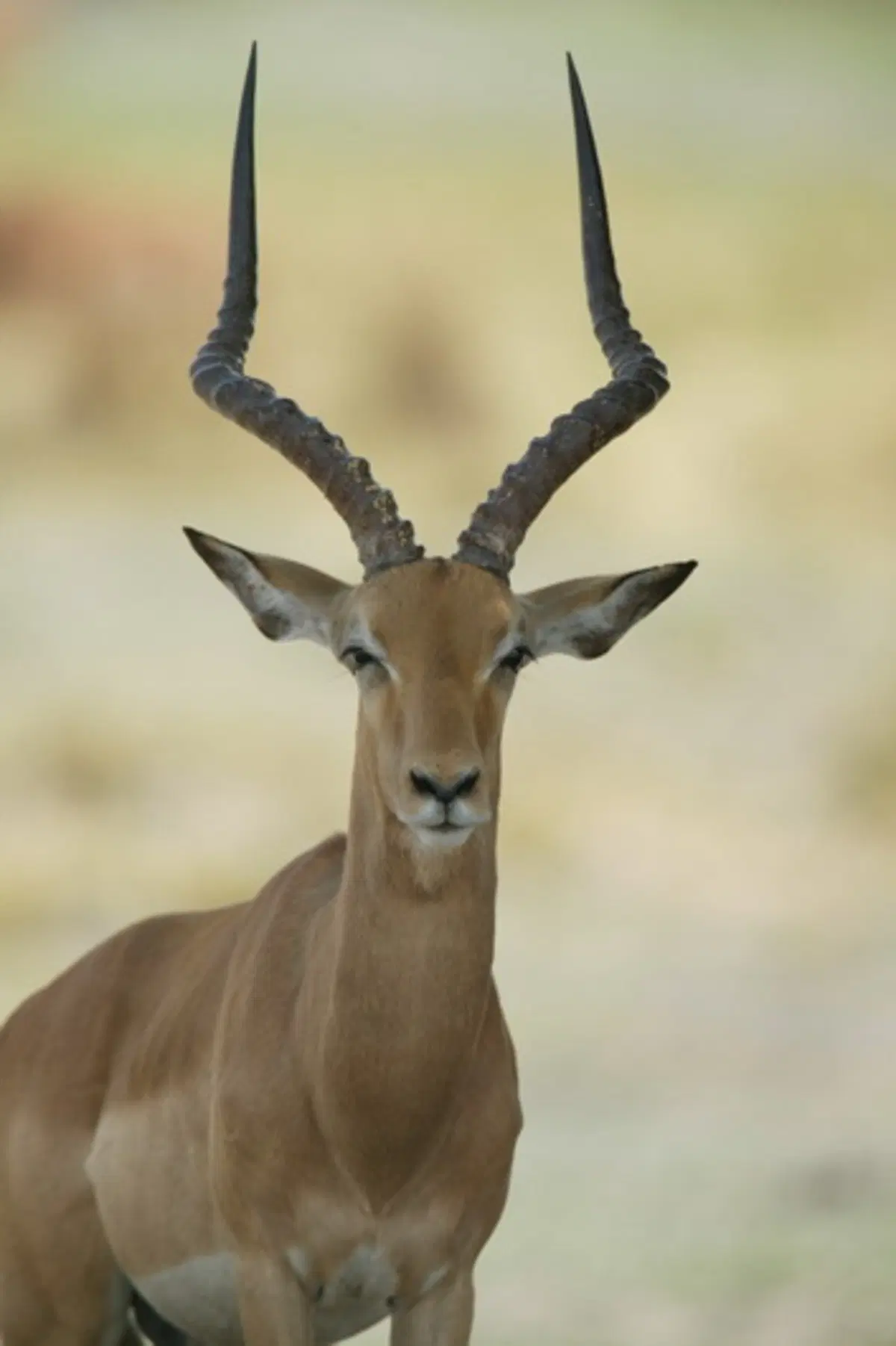 Turismo. Botswana e Namibia (49)