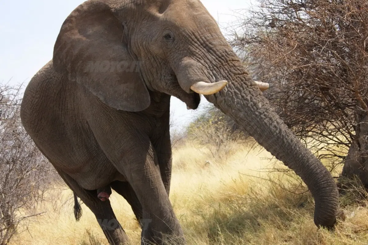 Turismo. Botswana e Namibia (62)