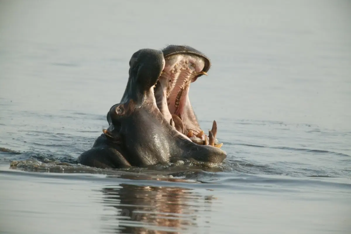 Turismo. Botswana e Namibia (66)