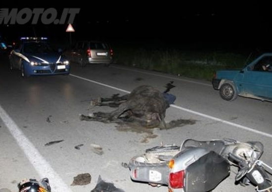 Animali sulle strade: è emergenza