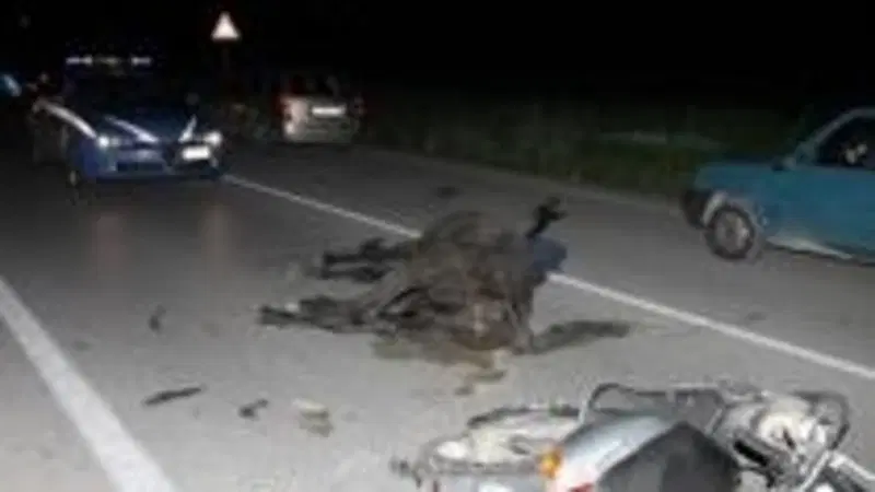Animali sulle strade: &egrave; emergenza