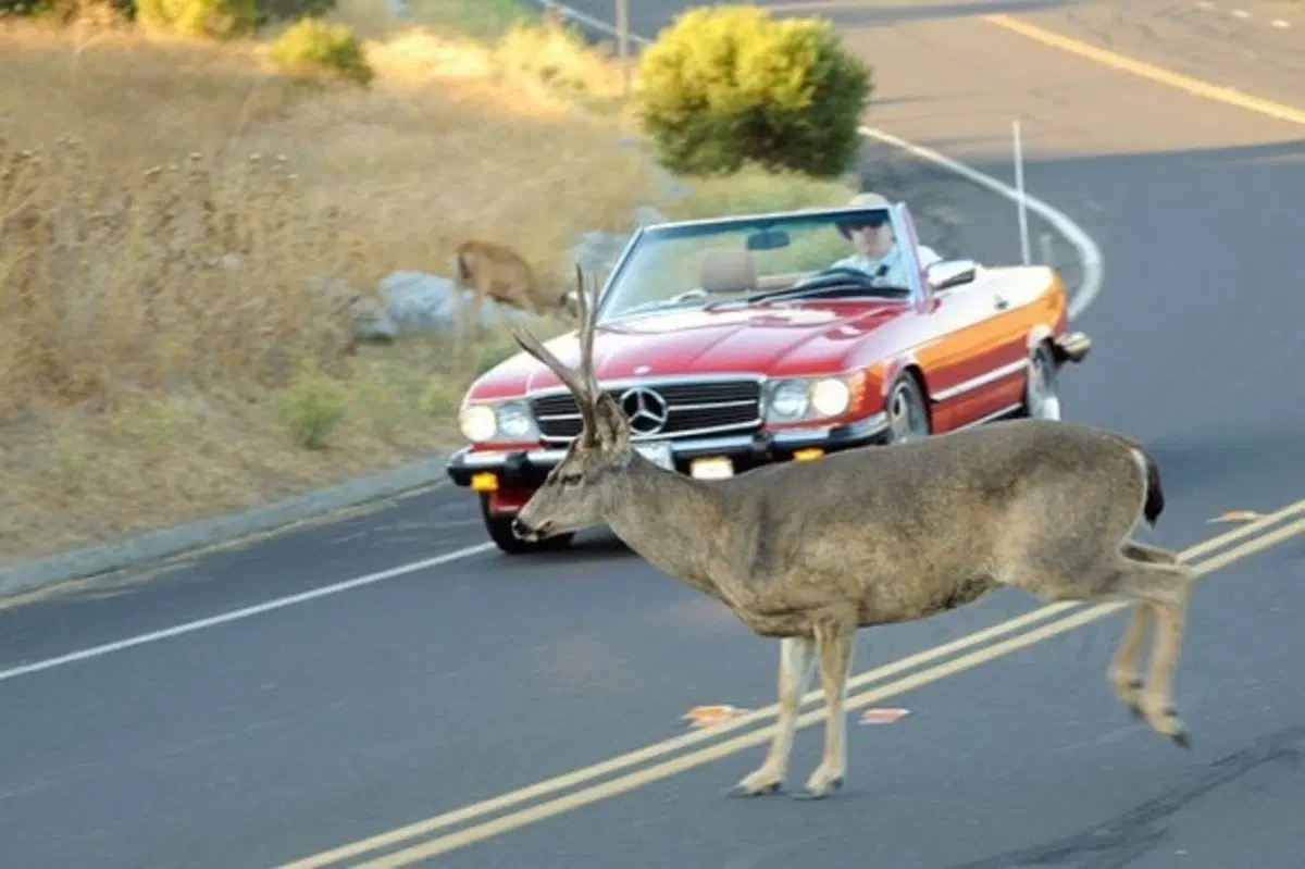 Animali sulle strade: è emergenza
