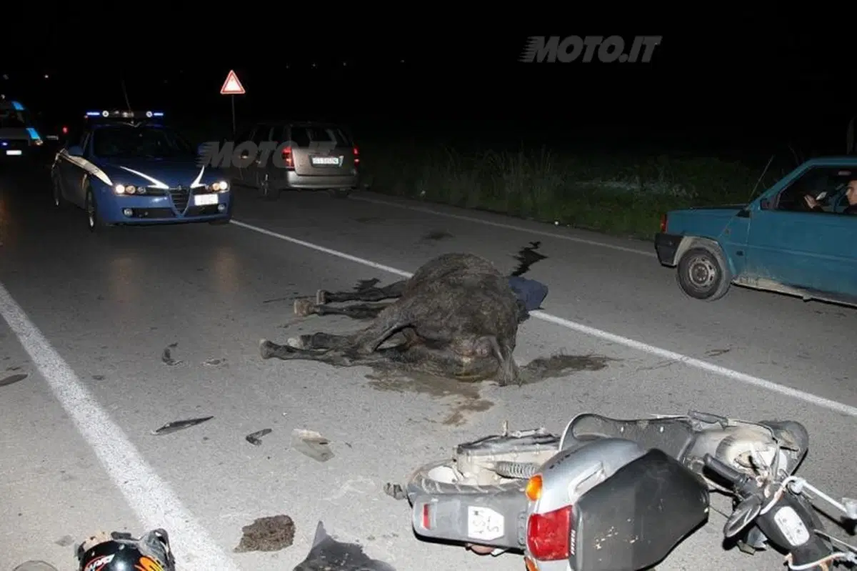 Animali sulle strade: è emergenza (2)