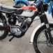 Triumph risfodera  la Cub?