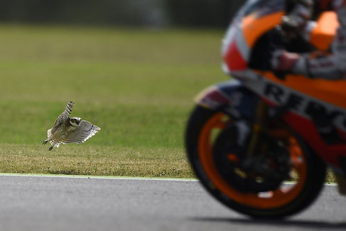 MotoGP 2016. Le foto più spettacolari del GP d'Argentina (8)