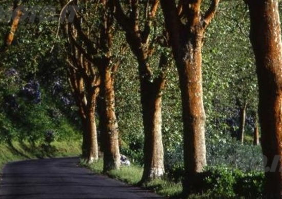 Troppi alberi sulle strade. La Cassazione li vieta