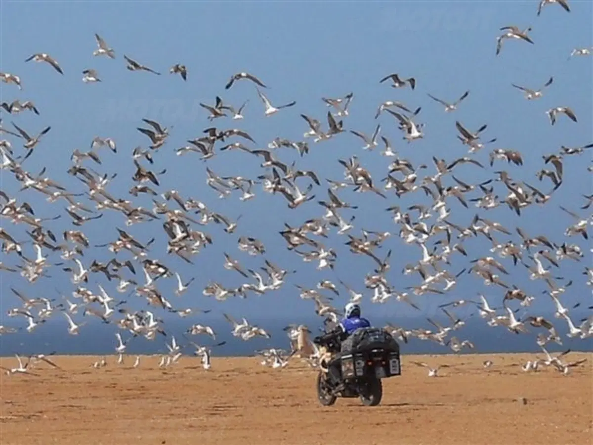 Africa: Marocco orientale, Algeria, West sahara, Mauritania (7)
