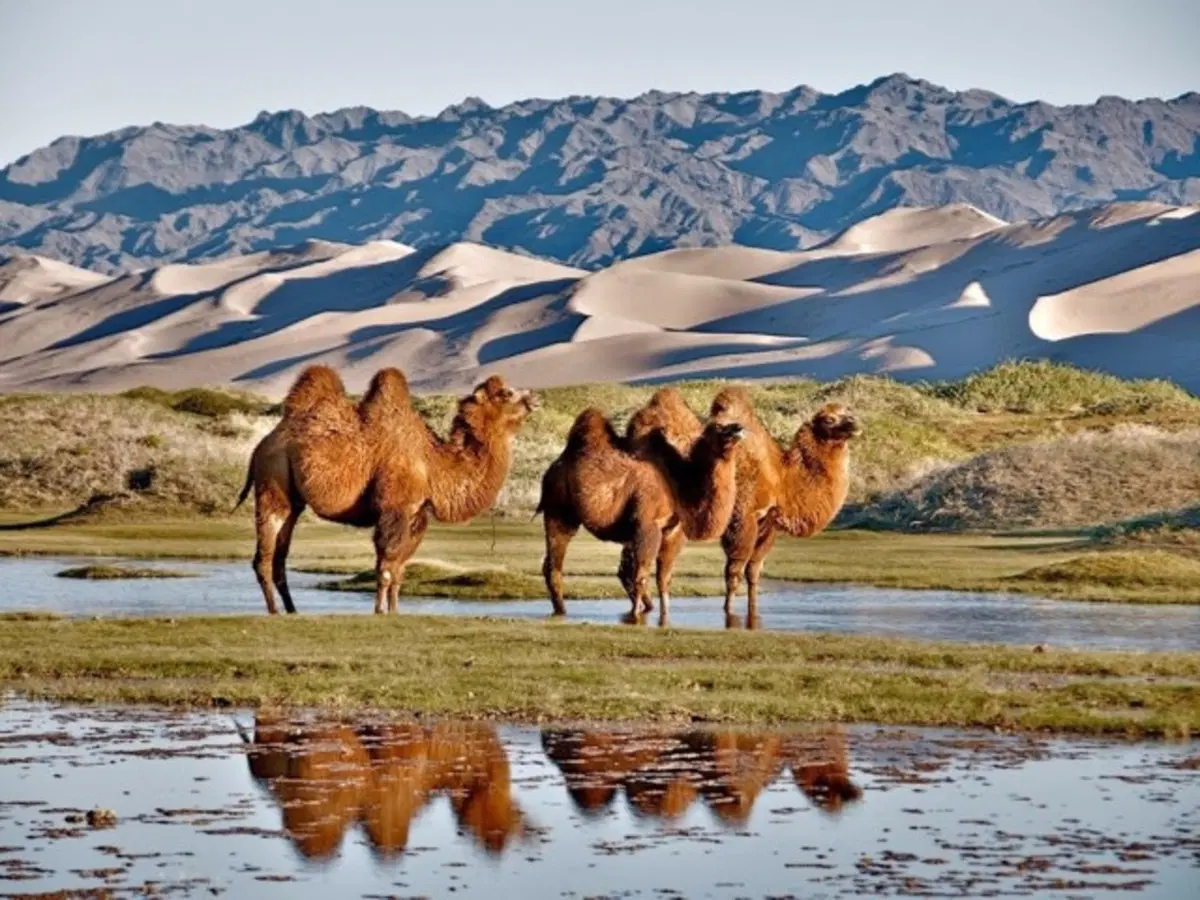 Silk Way Rally 2019. Chiaro Lago Bajkal, Magica Mongolia, Superbo Mondiale (13)