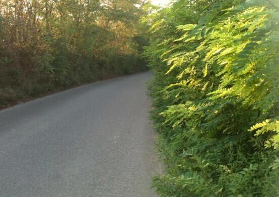 Erba sulle strade: diamoci un taglio!