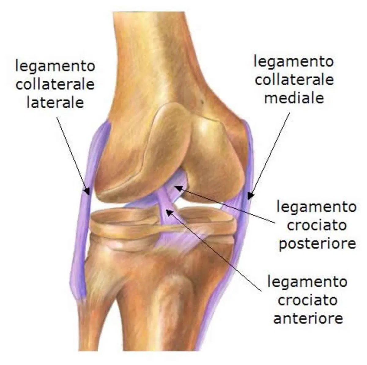 In moto in salute: la lesione del legamento crociato anteriore (2)