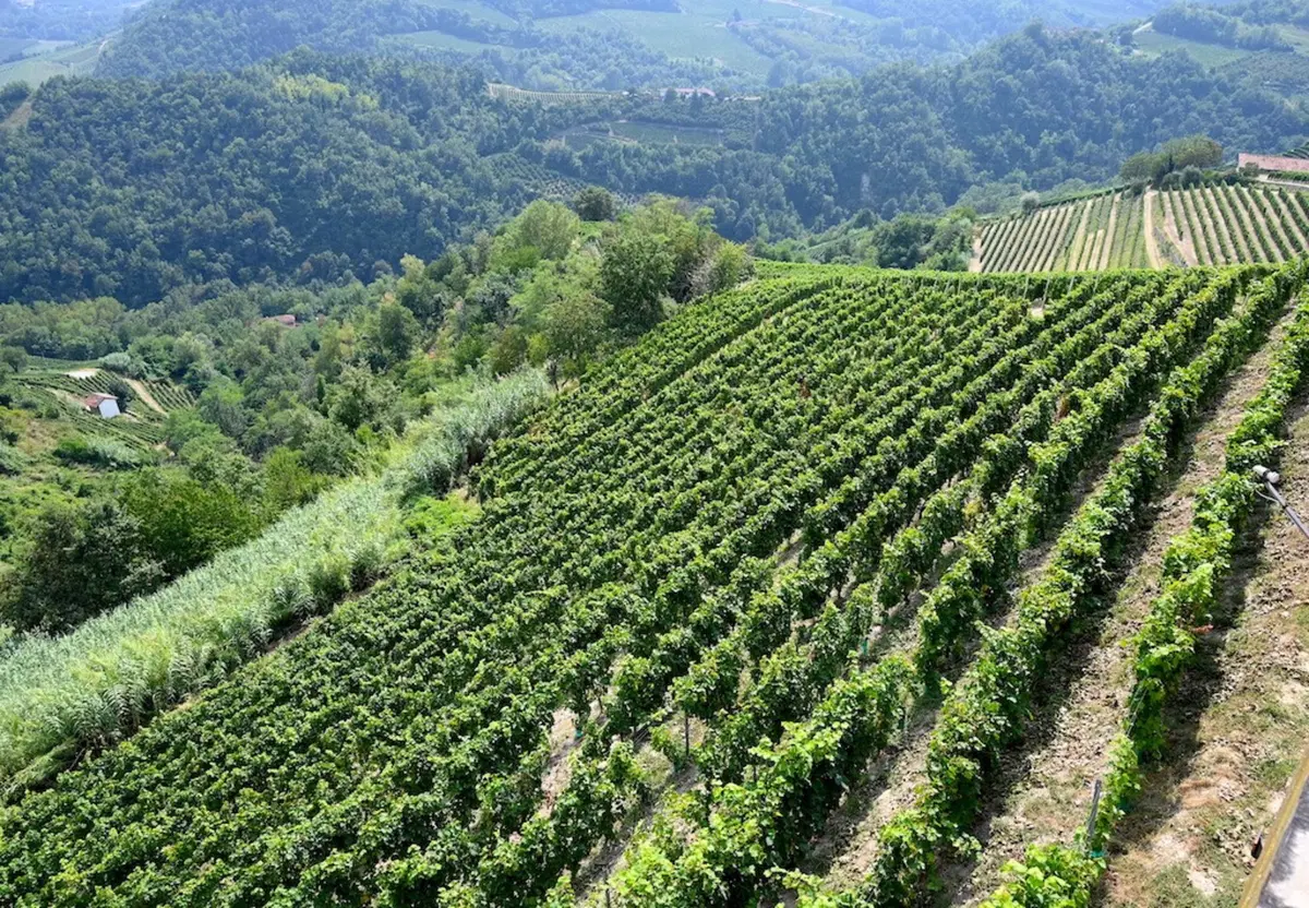 8 delle Langhe - 4° Trofeo Dario Sebaste. Noi c'eravamo! (71)