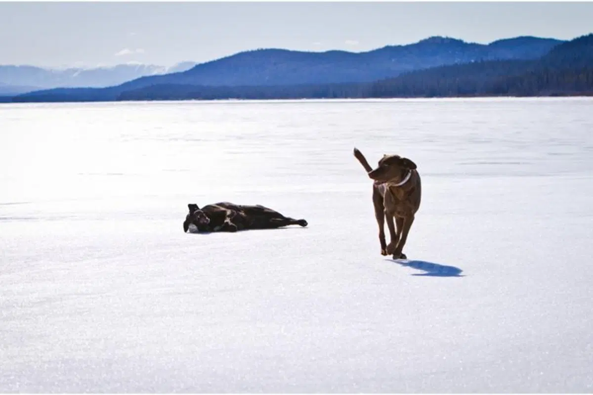Viaggi in moto: dalla California all'Alaska (7)
